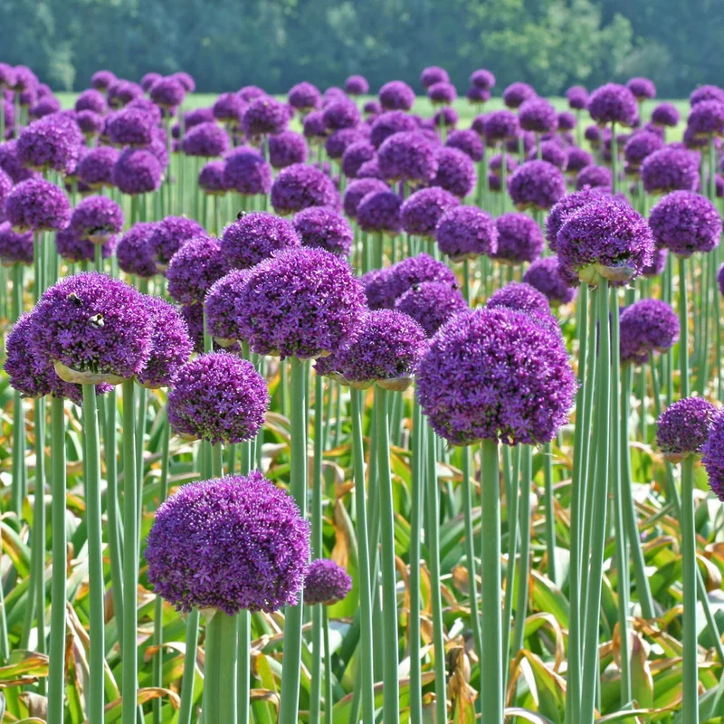 ALLIUM AMBASSADOR 1 TRAY