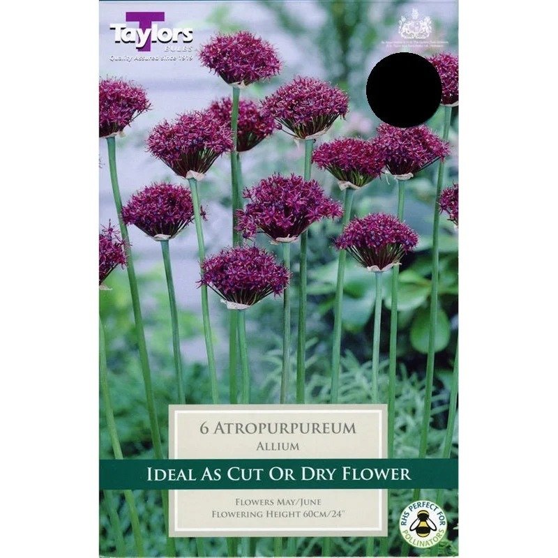 ALLIUM ATROPURPUREUM