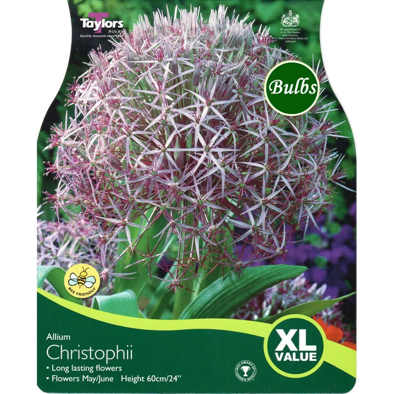 ALLIUM CRISTOPHII 18