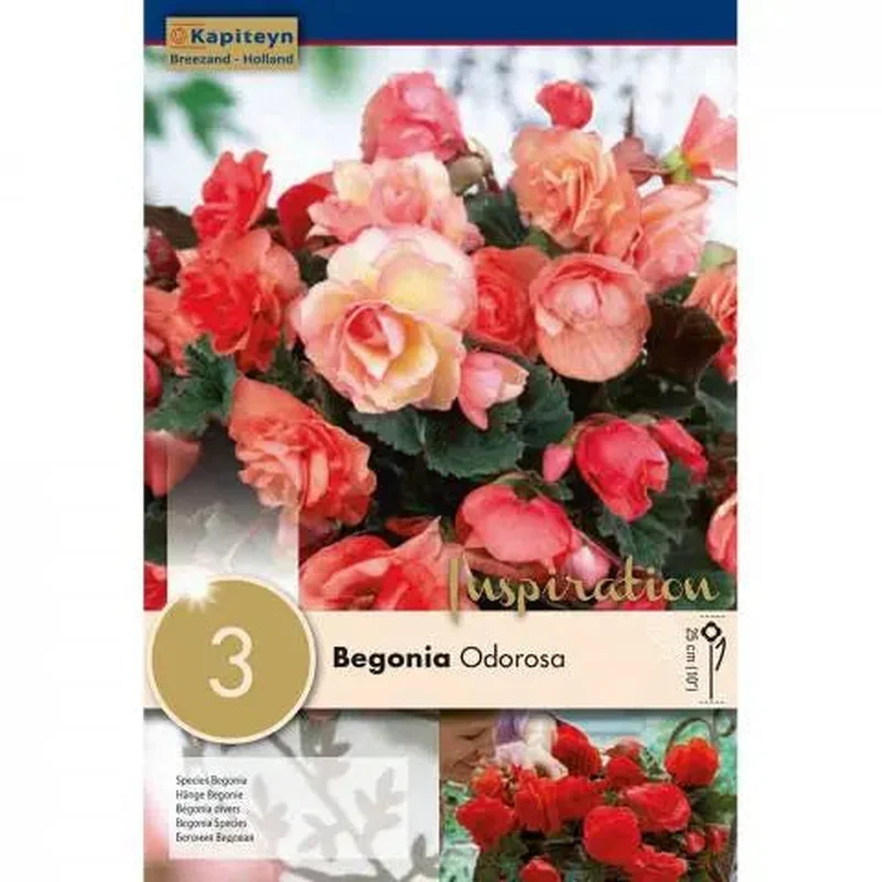 BEGONIA ODOROSA x 3