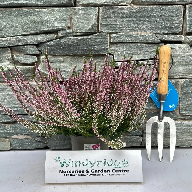 Calluna vulg. Garden Girls pinkP12