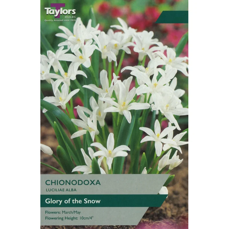 CHIONODOXA LUCILIAE ALBA 15