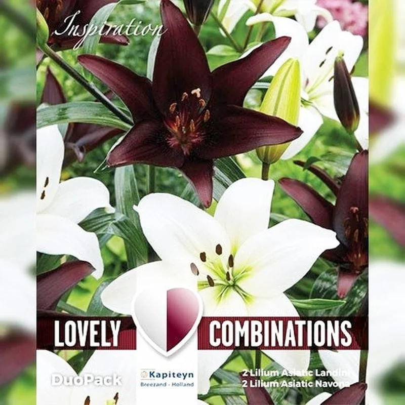 COMBI LILIUM WHITE & BLACK x 4