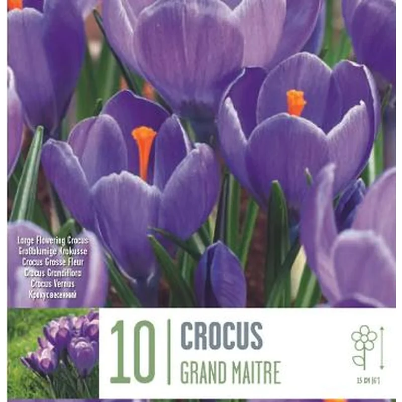 CROCUS GRAND MAITRE X 10