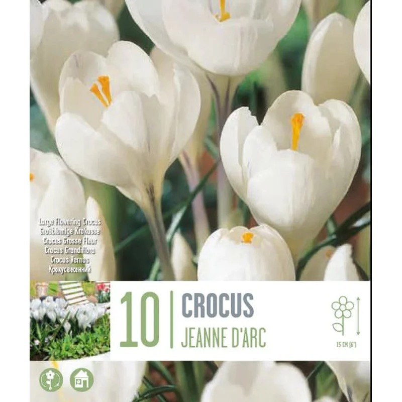 CROCUS JEANNE D ARC X 10