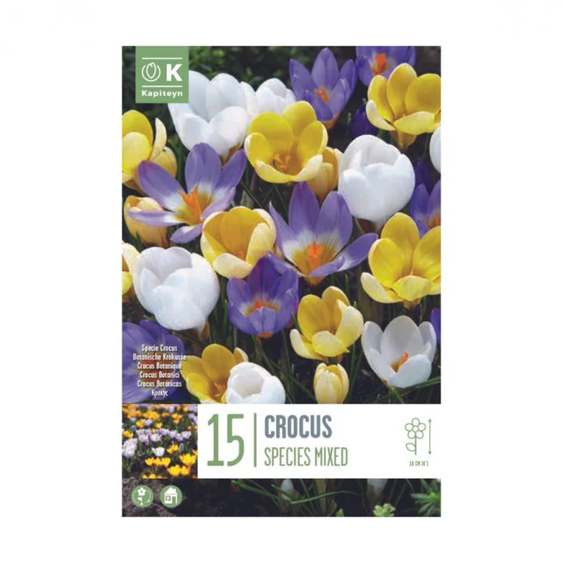 CROCUS SPECIE MIXED COLOURS X 15