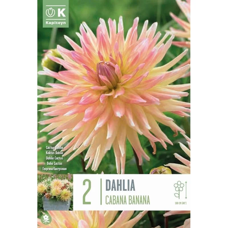 DAHLIA CABANA BANANA x 2