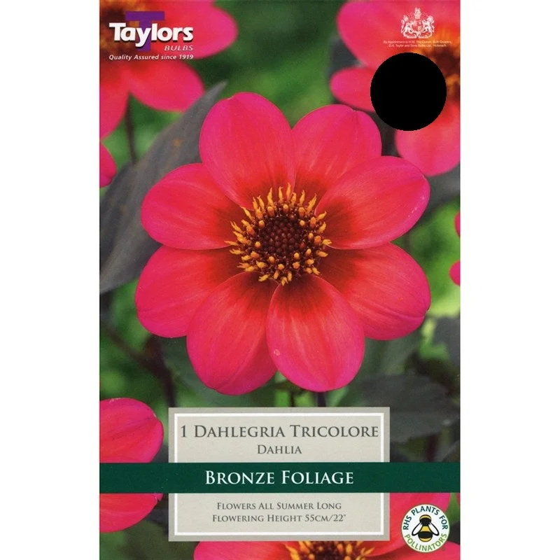 DAHLIA DAHLEGRIA TRICOLORE