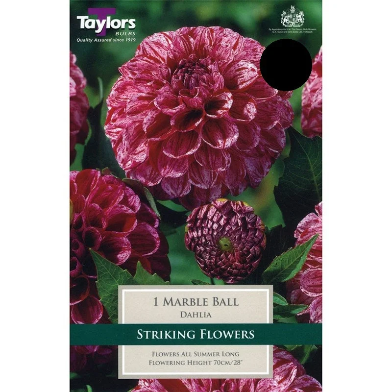 DAHLIA MARBLE BALL