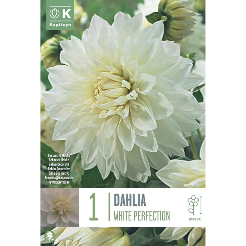 DAHLIA WHITE PERFECTION x 1