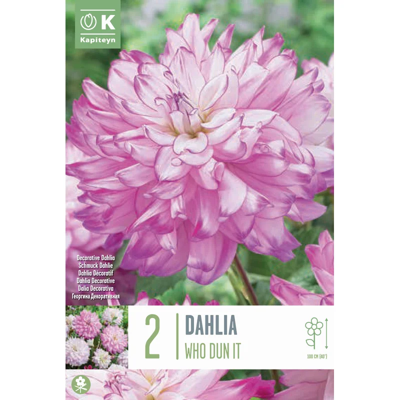 DAHLIA WHO DUN IT x 2