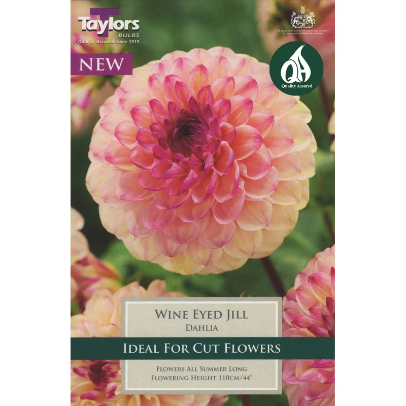 DAHLIA WINE EYED JILL
