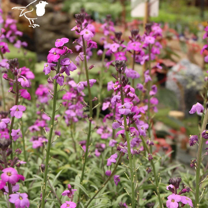 Erysimum Bowles MauveP13