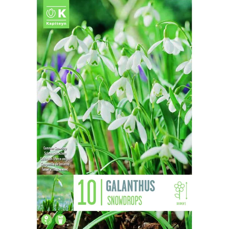 GALANTHUS SNOWDROPS X 10