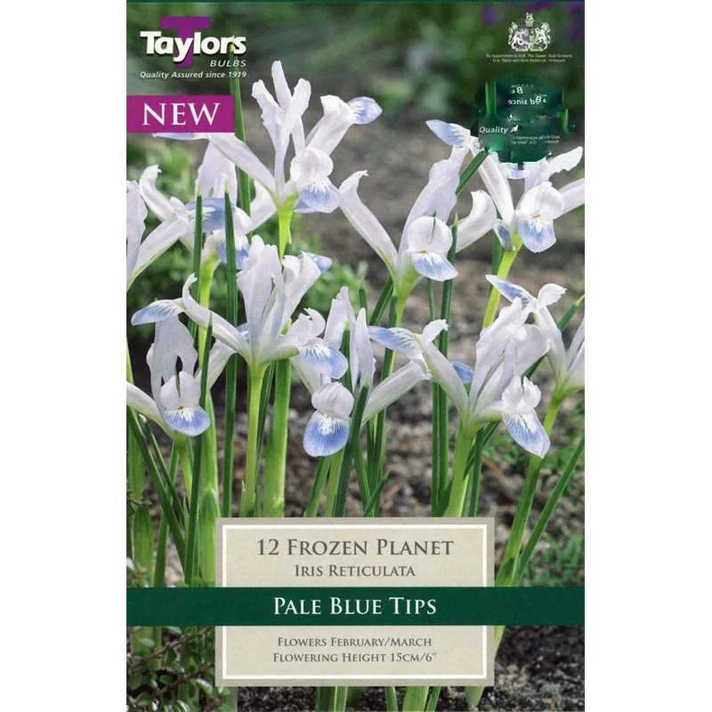 IRIS RETICULATA FROZEN PLANET 10