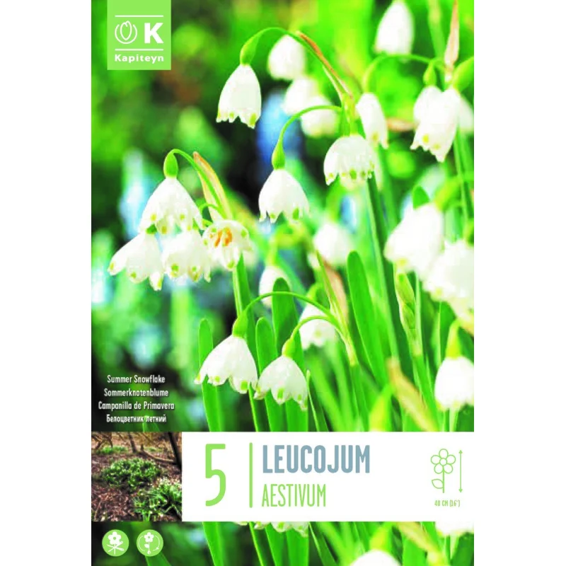 LEUCOJUM AESTIVUM X 5