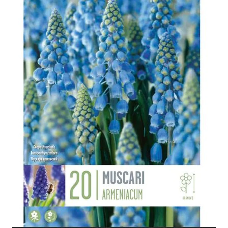 MUSCARI ARMENIACUM X 20