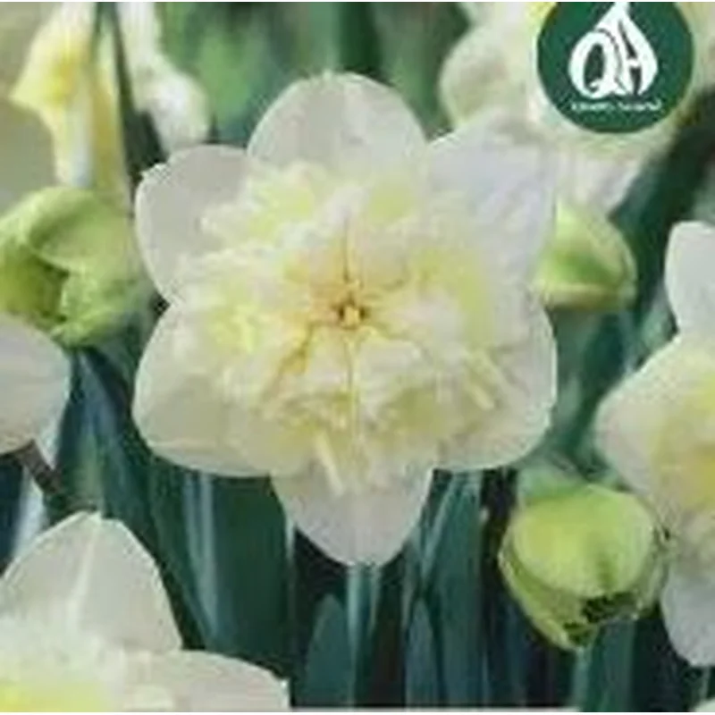 NARCISSI ICE KING CARRI-PACK