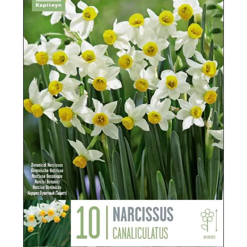 NARCISSUS CANALICULATUS X 10