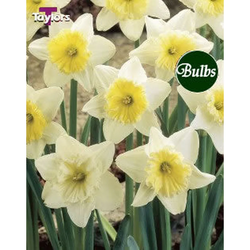 NARCISSUS ICE FOLLIES CARRI-PACK 1.5KG