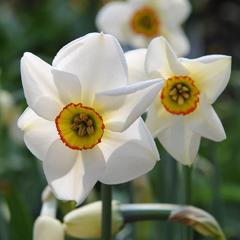 NARCISSUS PHEASANT’S EYE 12