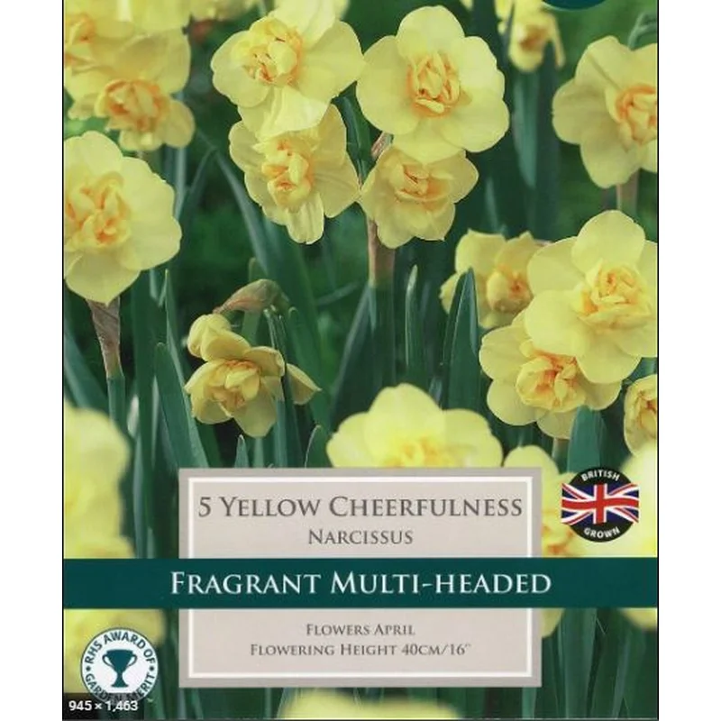 NARCISSUS YELLOW CHEERFULNESS 6