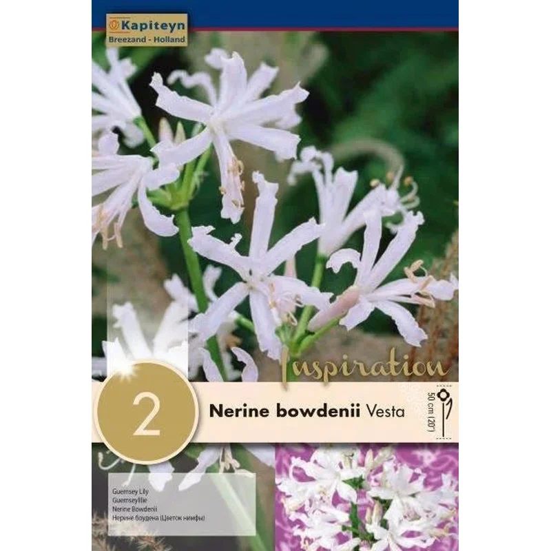NERINE VESTA x 2
