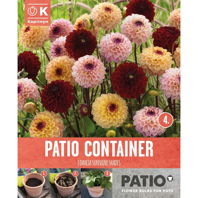 PATIO CONTAINER DAHLIA SUNSHINE SHADES x 3