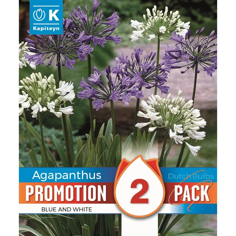 PROMO AGAPANTHUS WHITE & BLUE x 2