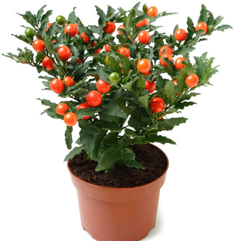 Solanum pseudocapsicumP12