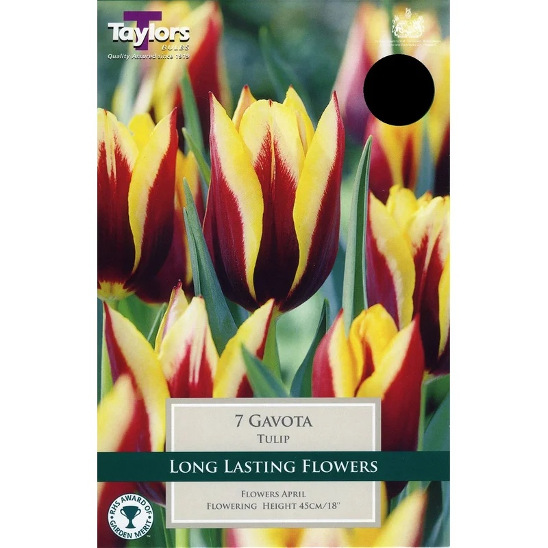 TULIP GAVOTA