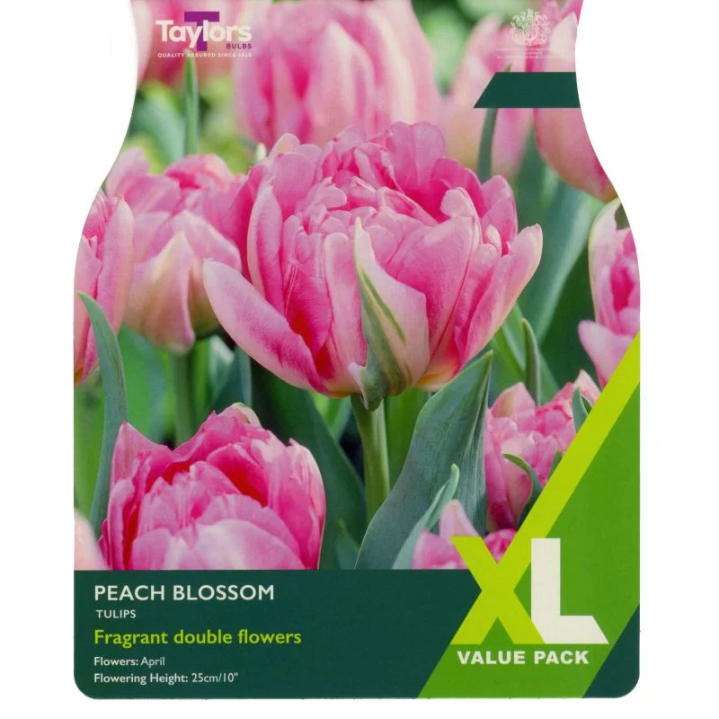 TULIP PEACH BLOSSOM 12