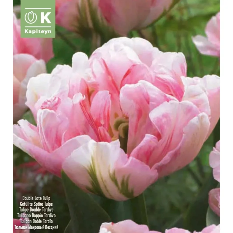 TULIPA FINOLA x 12