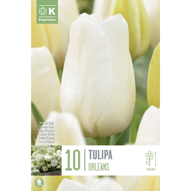 TULIPA ORLEANS X 10