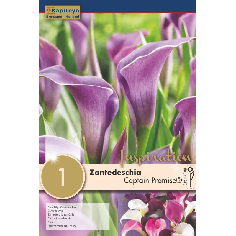 ZANTEDESCHIA CAPTAIN PROMISE x 1